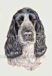 Bakie cocker anglais bleu ralise en portrait 20 x 30 cm au crayon